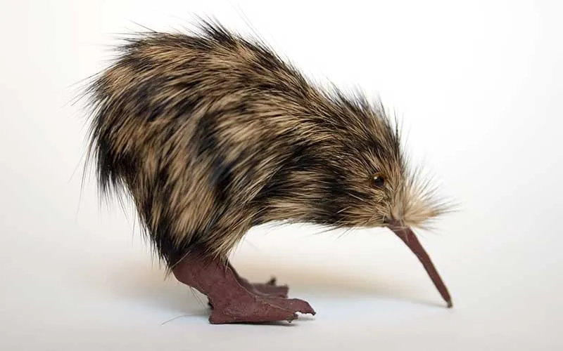 kiwi1.jpg