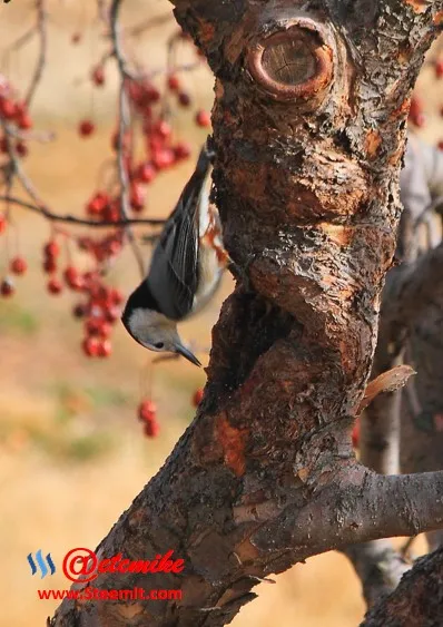 White-breasted Nuthatch PFW30.jpg