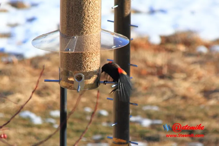 Red-winged Blackbird PFW75.jpg