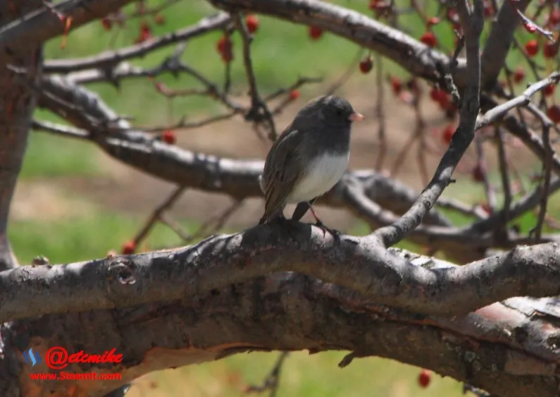 Dark-eyed Junco PFW02.jpg