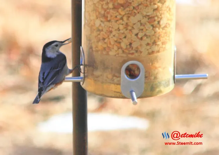 White-breasted Nuthatch PFW43.jpg