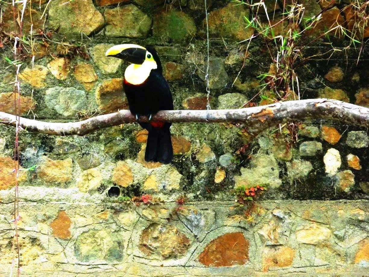 Tucan.jpg