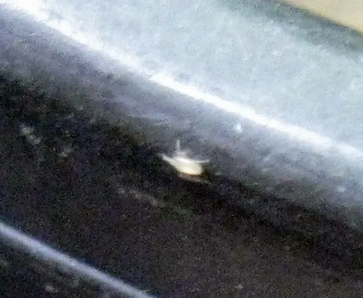 mite4.jpg