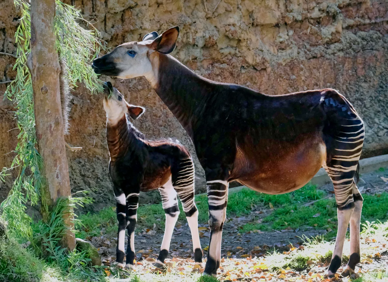 okapi.jpg