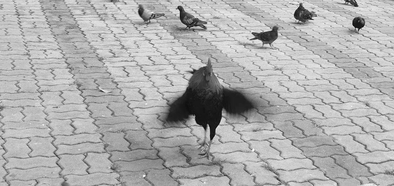 Flapping Rooster