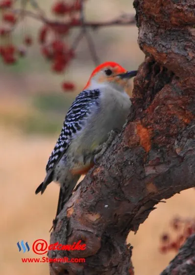 Red-Bellied Woodpecker PFW45.jpg