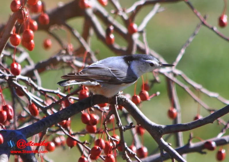 White-breasted Nuthatch PFW50.jpg