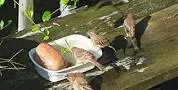 bird2.jpg