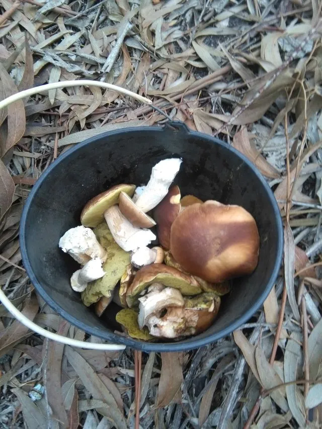 pilz5.jpg