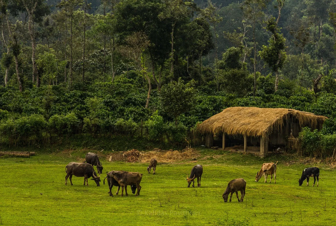 coorg.jpg