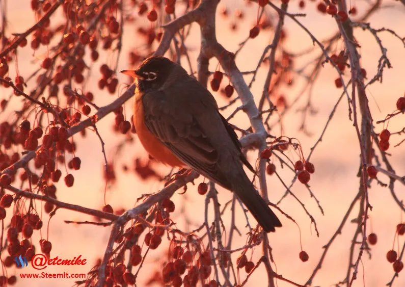 American Robin PFW03.jpg