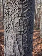 tree2.jpg