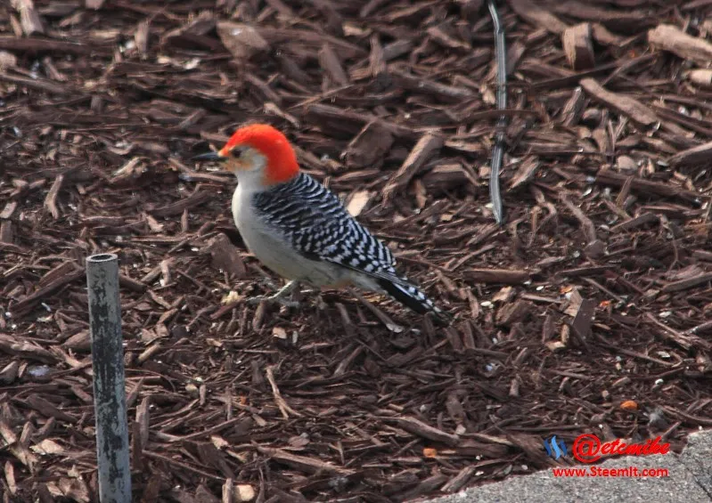 Red-Bellied Woodpecker PFW36.jpg