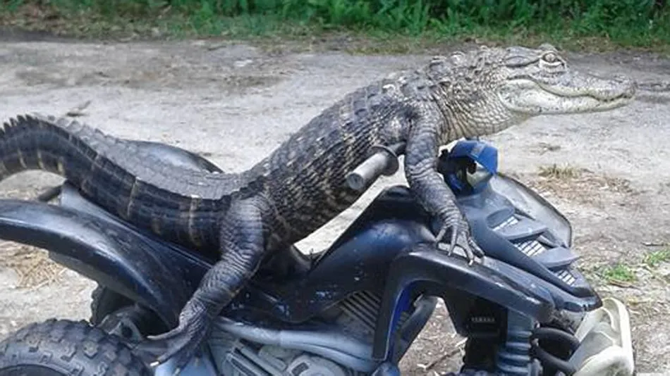 gator.jpg