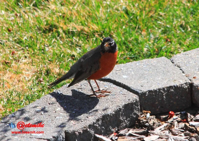 American Robin PFW02.jpg