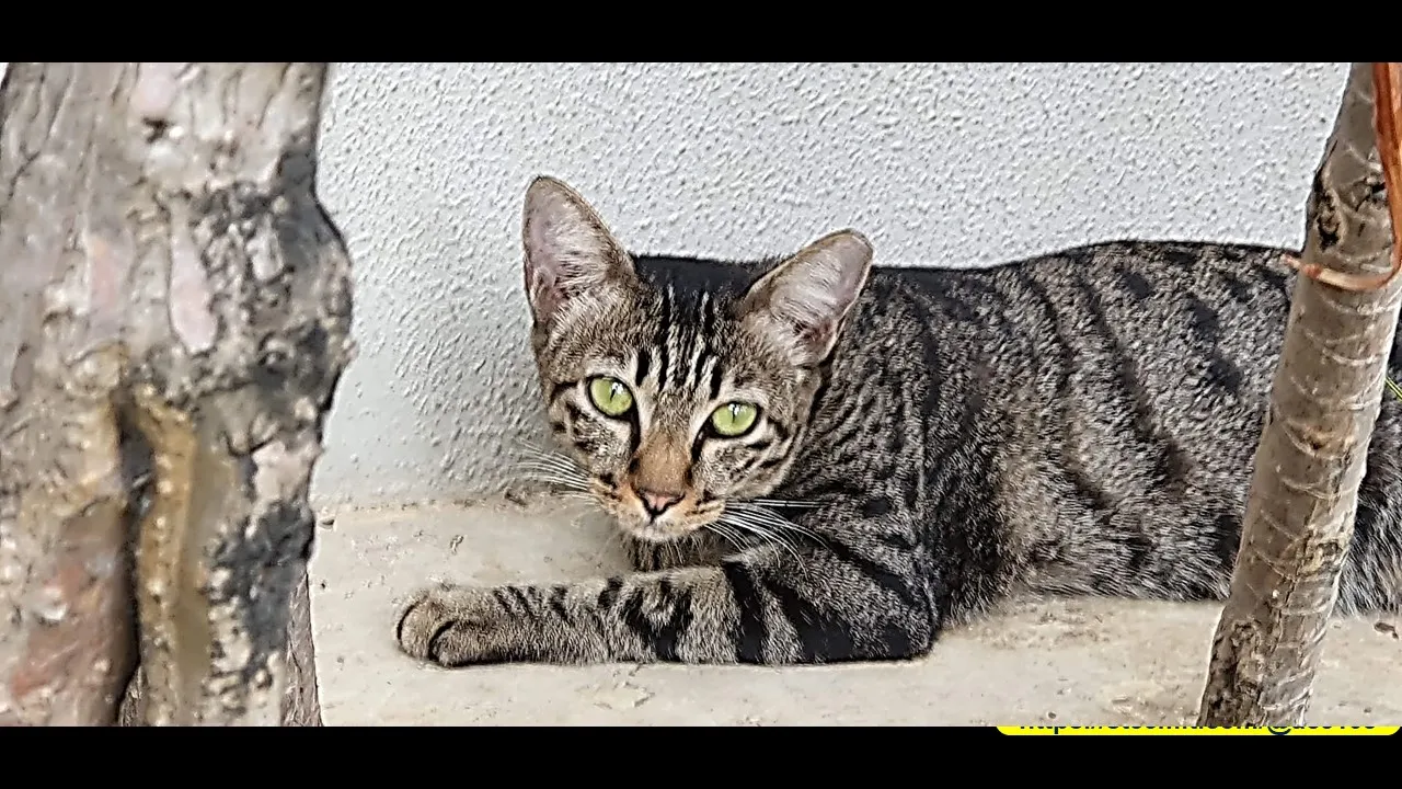 Cats