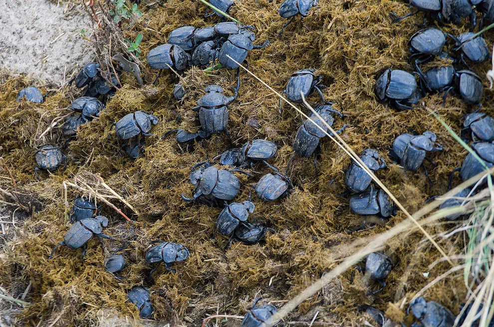 bugs.jpeg
