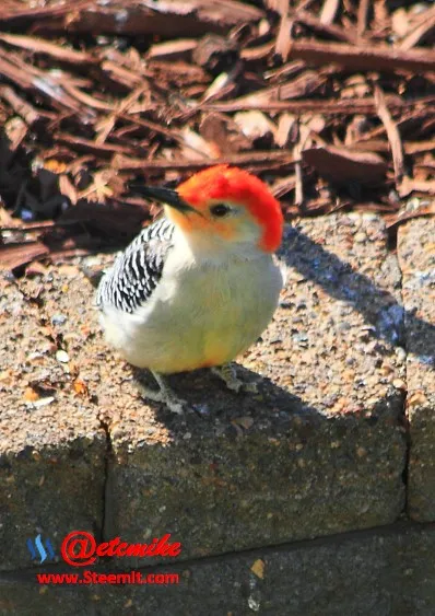 Red-Bellied Woodpecker PFW70.jpg
