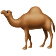 camel.jpg