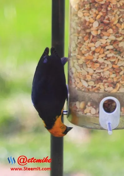 Yellow-headed Blackbird PFW42.jpg