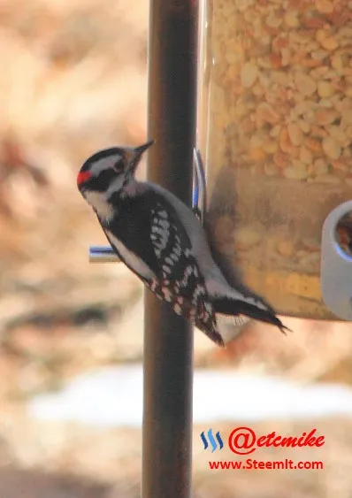 Downy Woodpecker PFW12.jpg