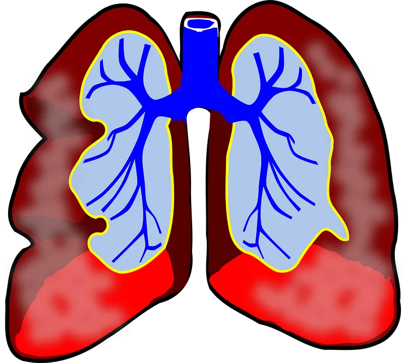lungs.png