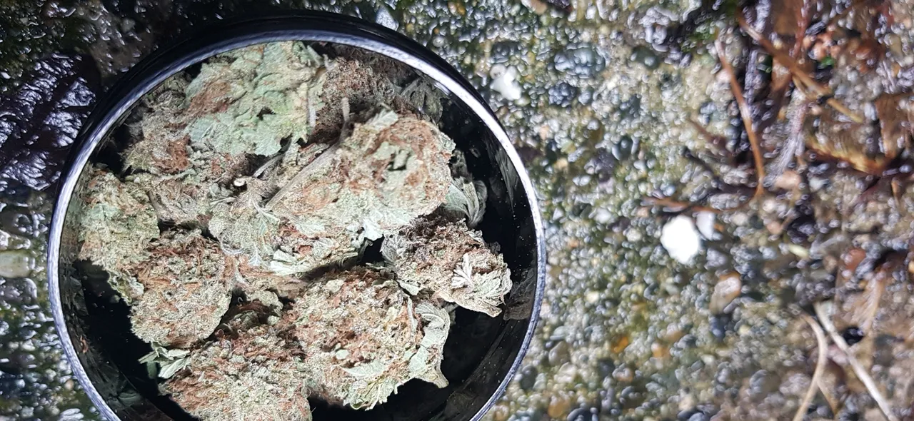 kush4.jpg