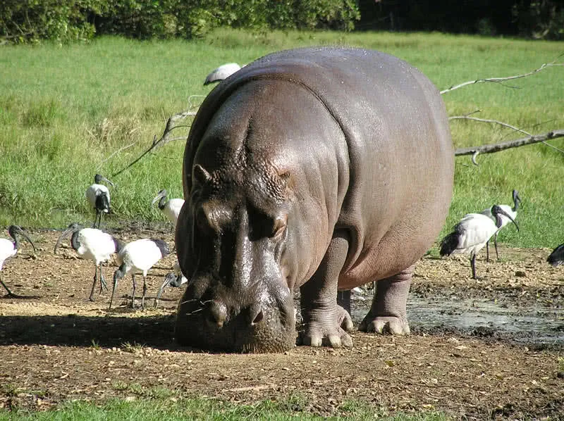 hippo.jpg