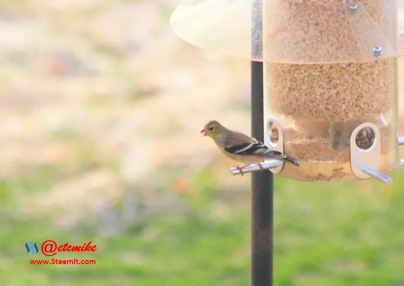 American Goldfinch PFW40.jpg