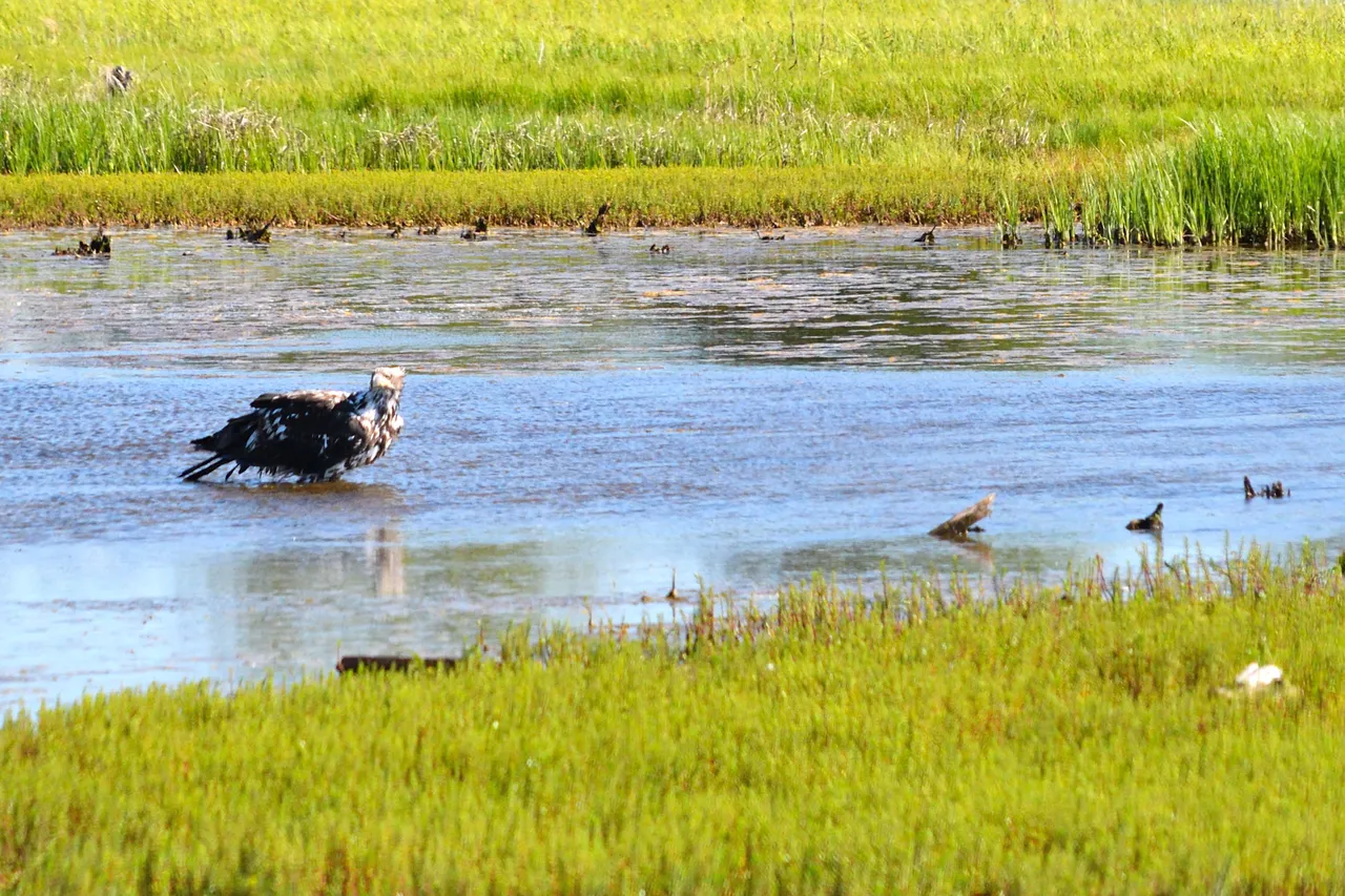 DSC_9904 question eagle.jpg