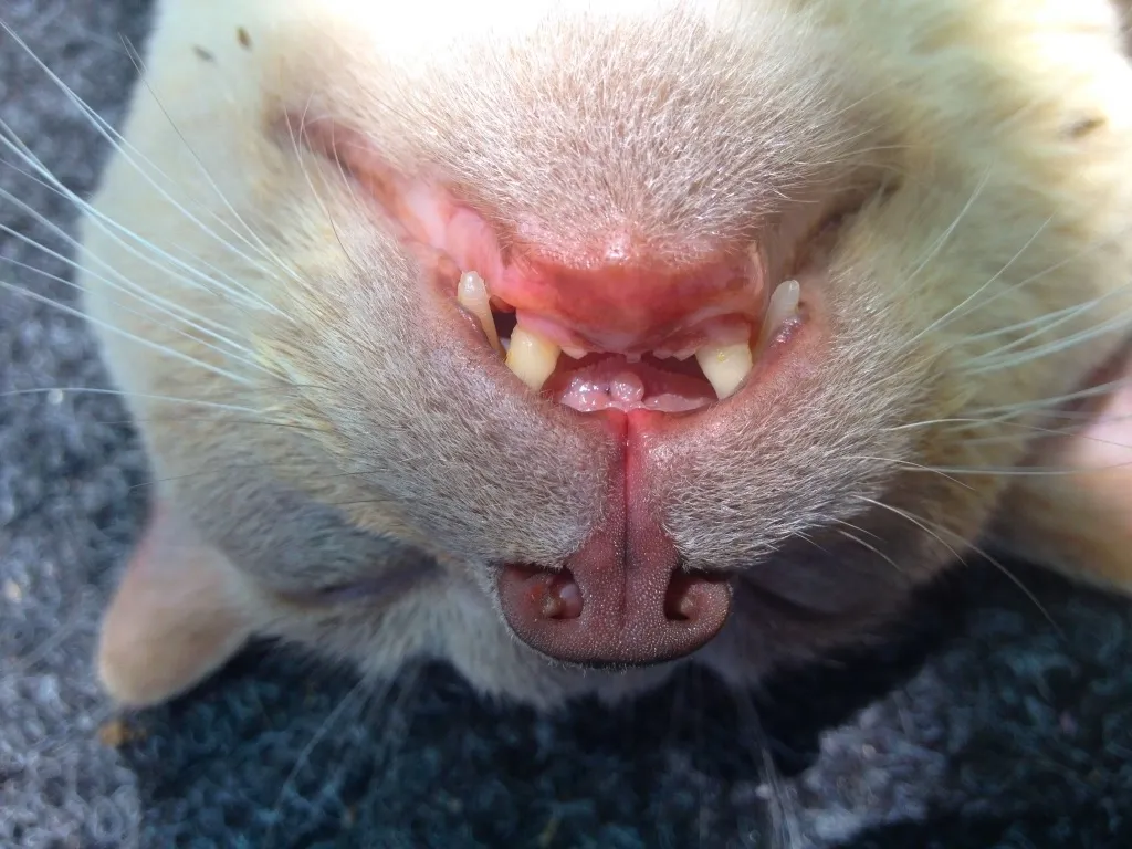 chad vampire cat.jpg