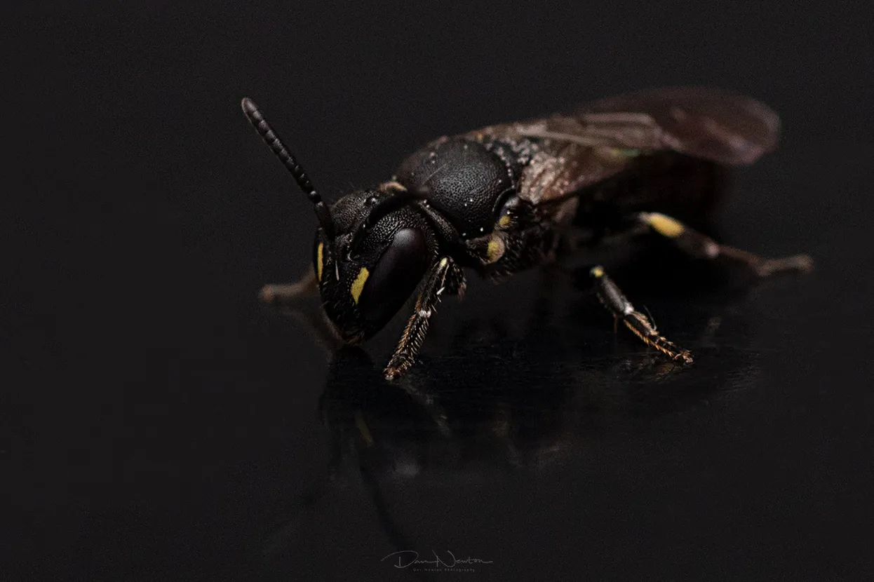 Hylaeus communis0006PP.jpg