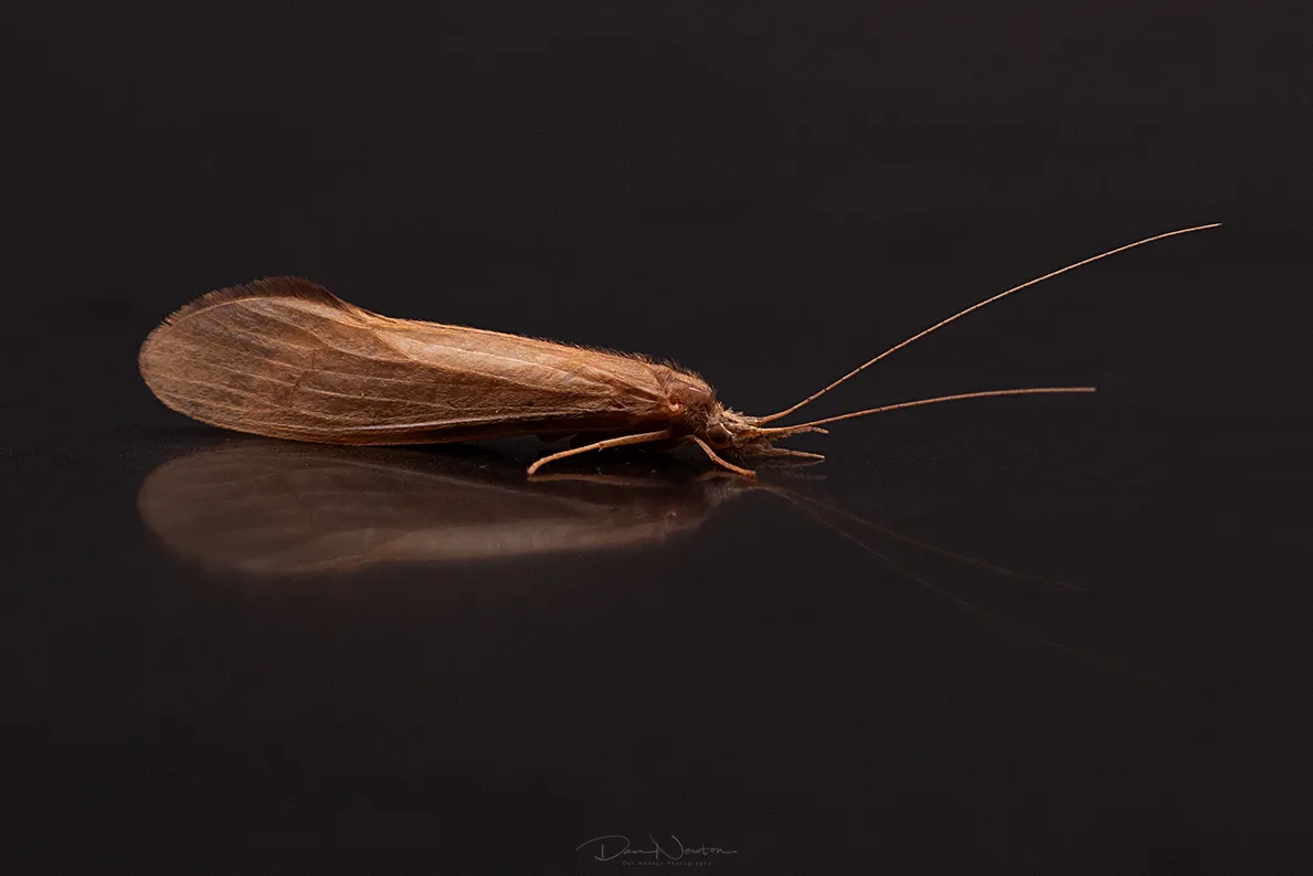 Oecetis ochracea0021PP.jpg