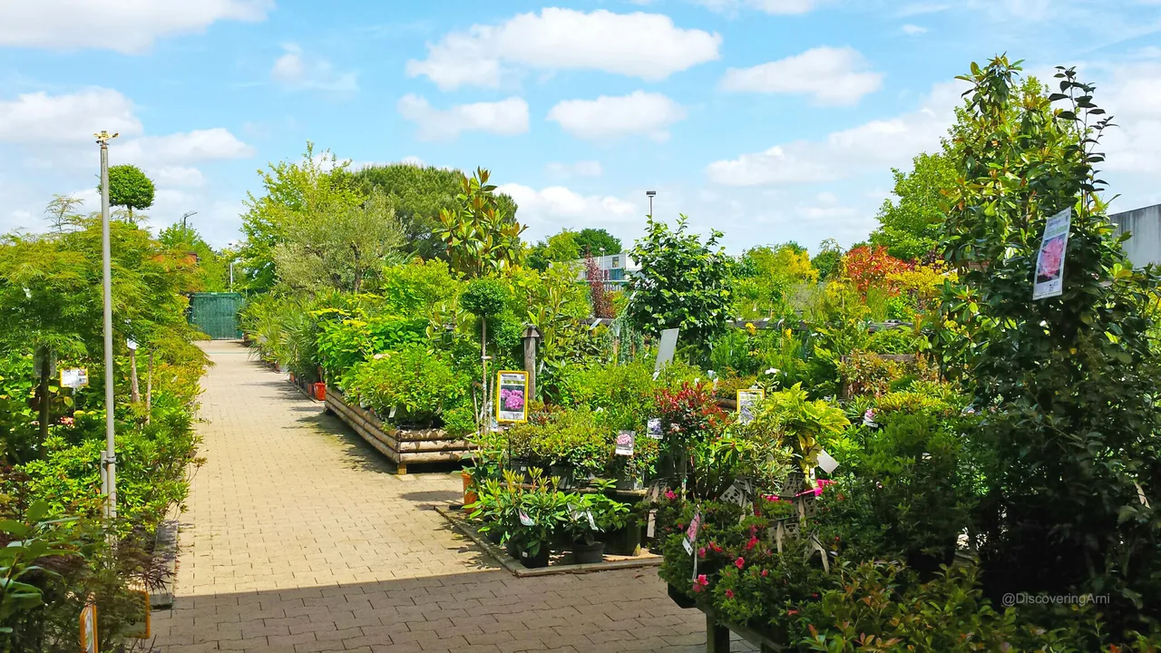 A huge variety of outdoor plants