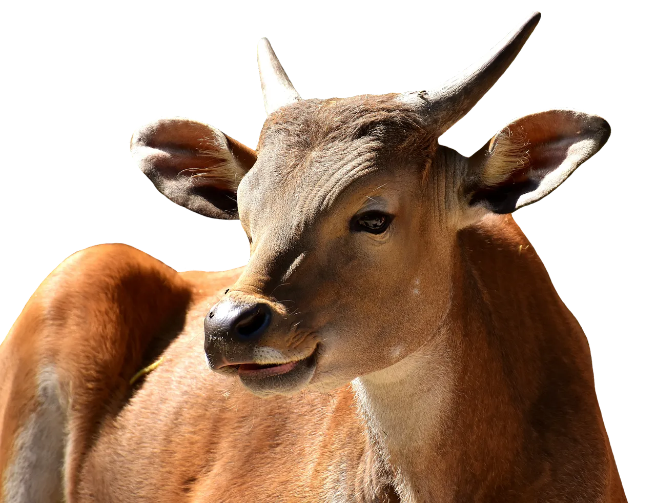 banteng2691409_1280.png