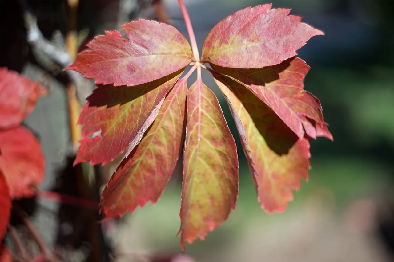 autumn red leaves park 5.jpg