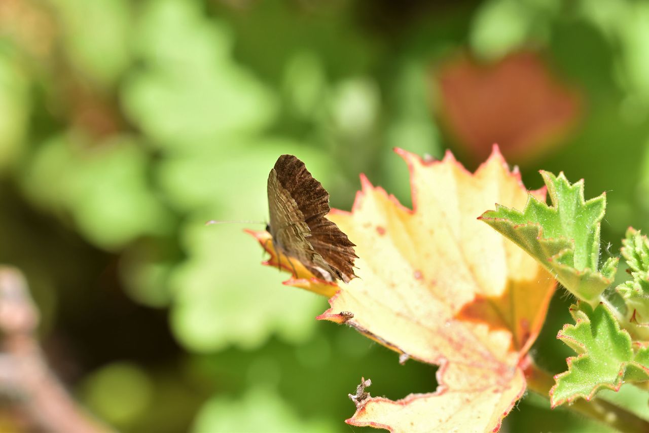 small butterfly balcony 2.jpg