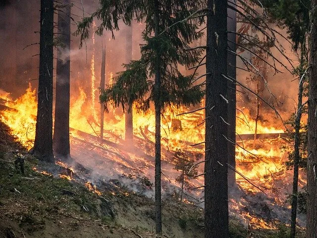 forestfire2268725_640.jpg