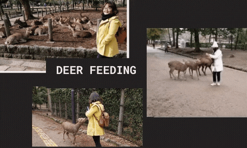 deer feeding nara japan.gif