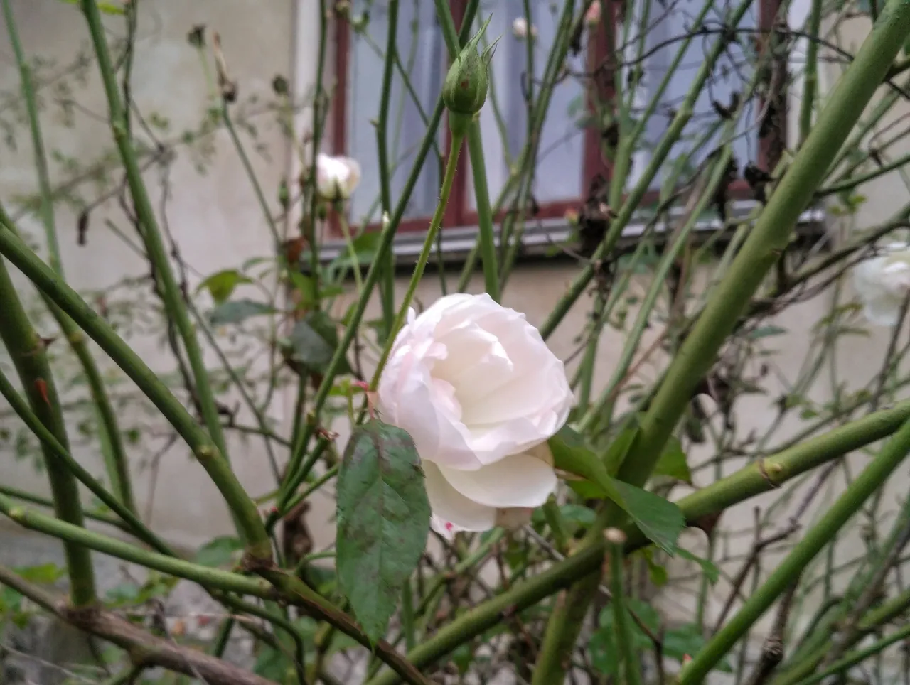 IMG_20201112_161921.jpg