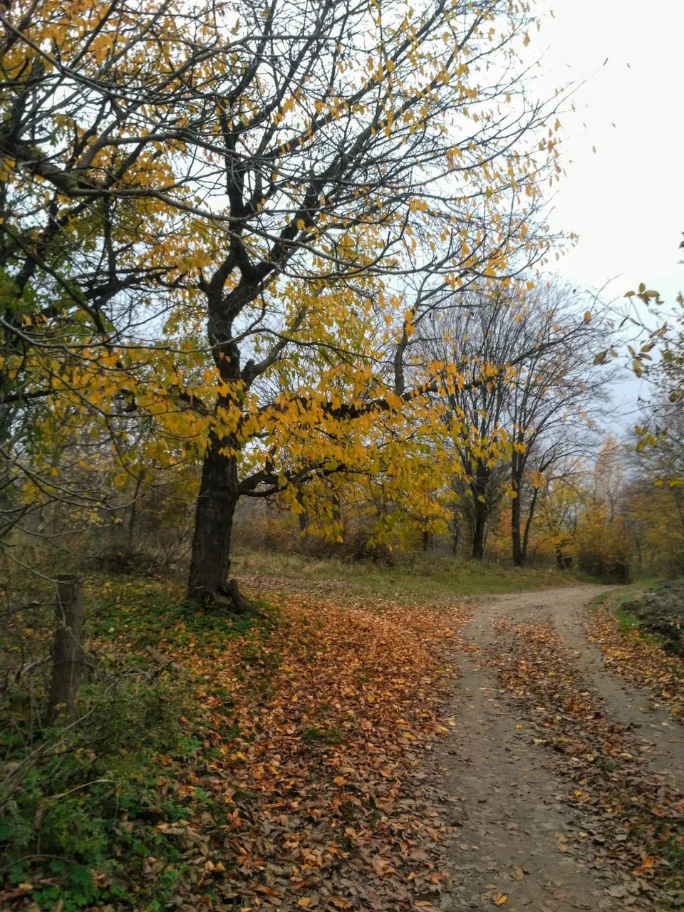 IMG_20201112_163218.jpg