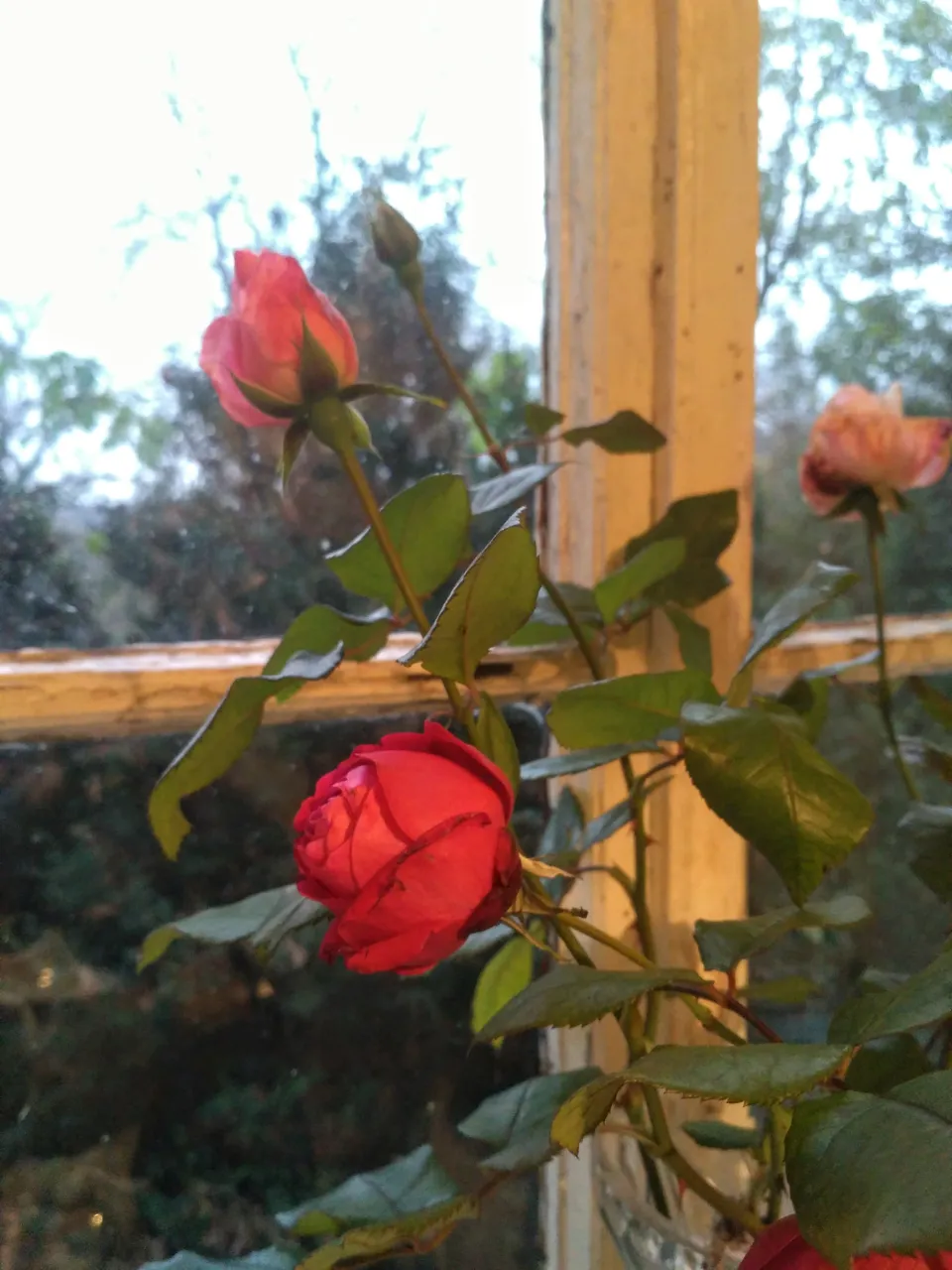 IMG_20201112_162623.jpg