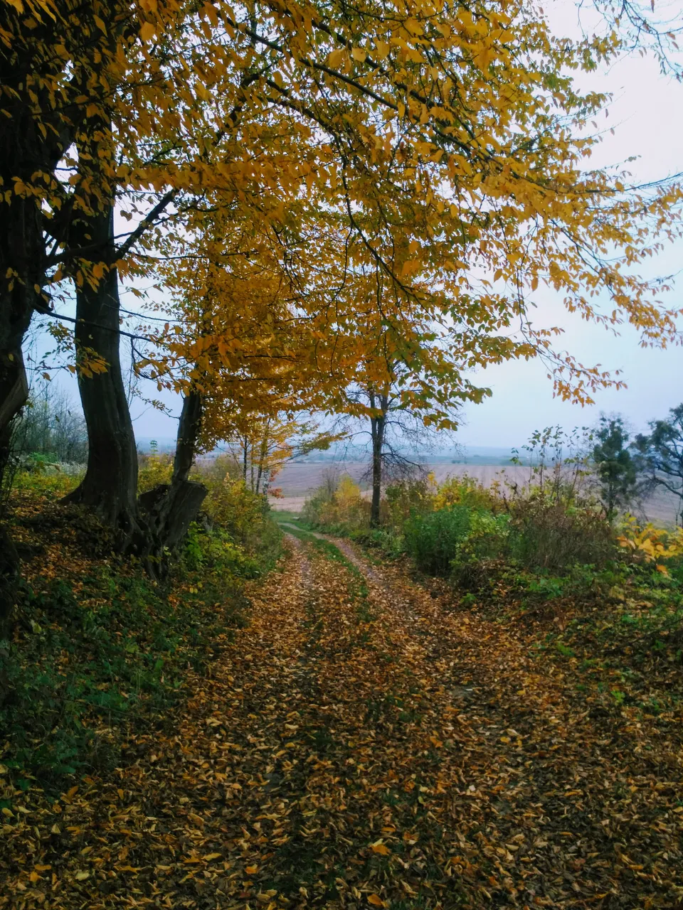 IMG_20201112_162913.jpg