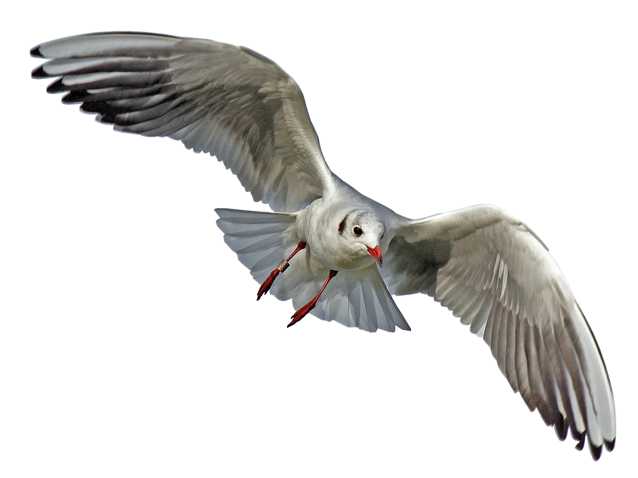 seagull2693363_1280.png