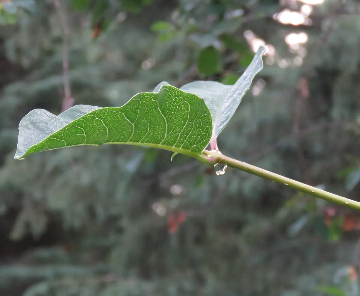 dew drop on green leaf.JPG