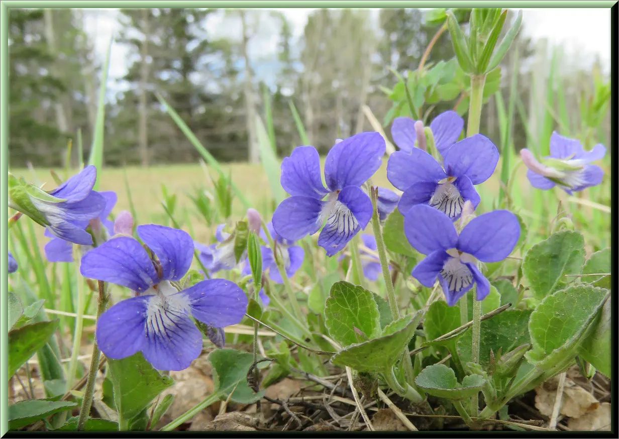 group of purple violets.JPG