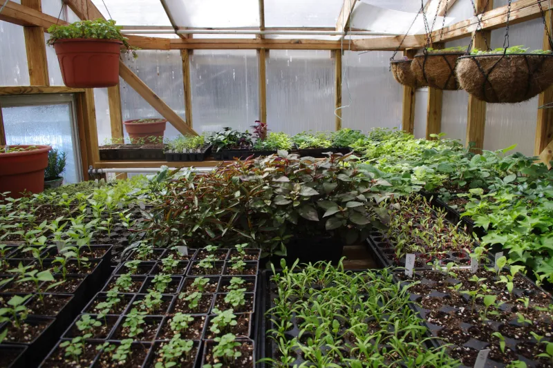 seedlings urbangardening.jpg