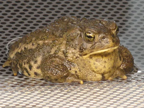 Wyoming toad fws.jpg