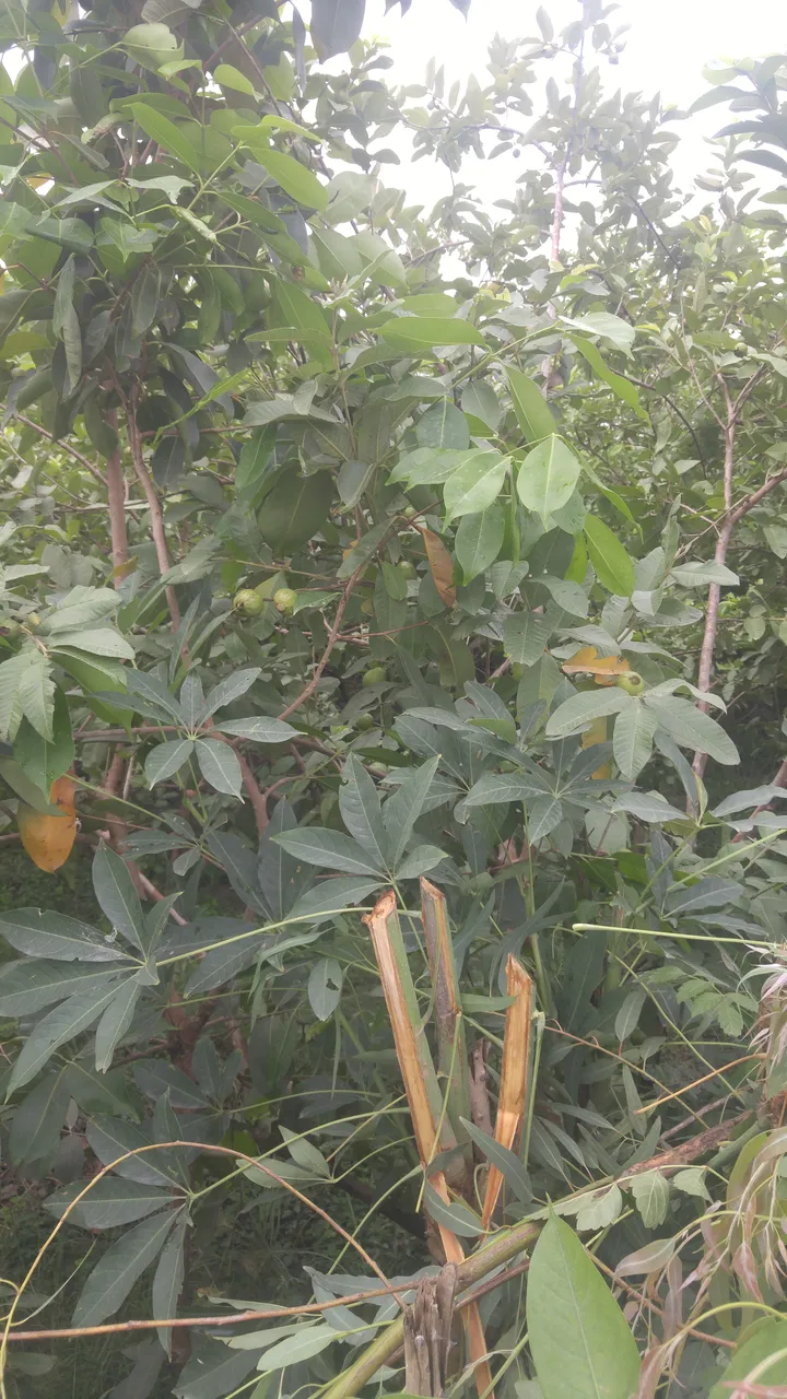 20190802_092418.jpg