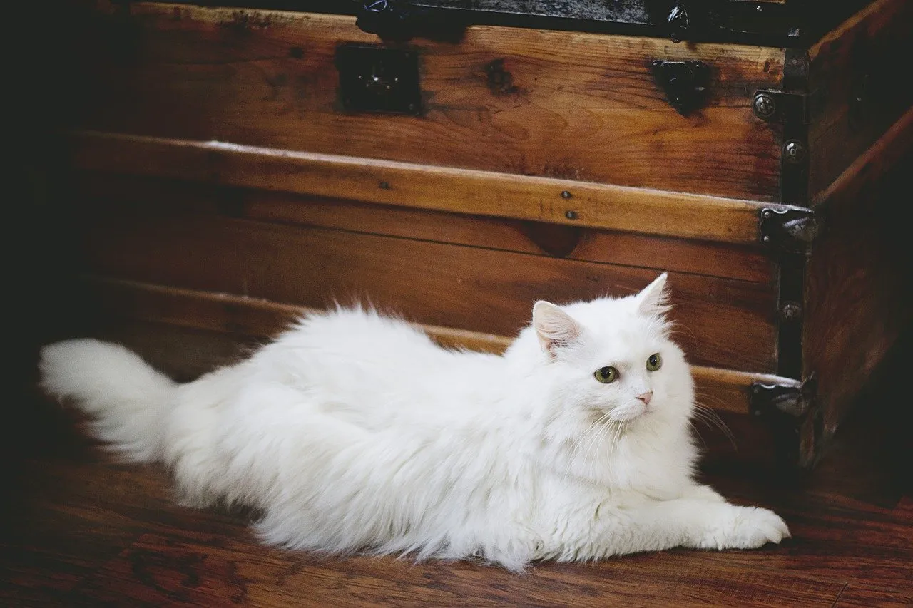 cat2213352_1280.jpg